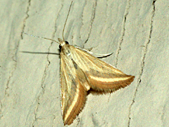 Yellow-veined Moth